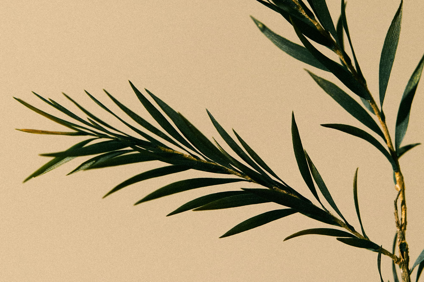 <tc>[Aromatica] Tea tree Purifying Shampoo</tc>