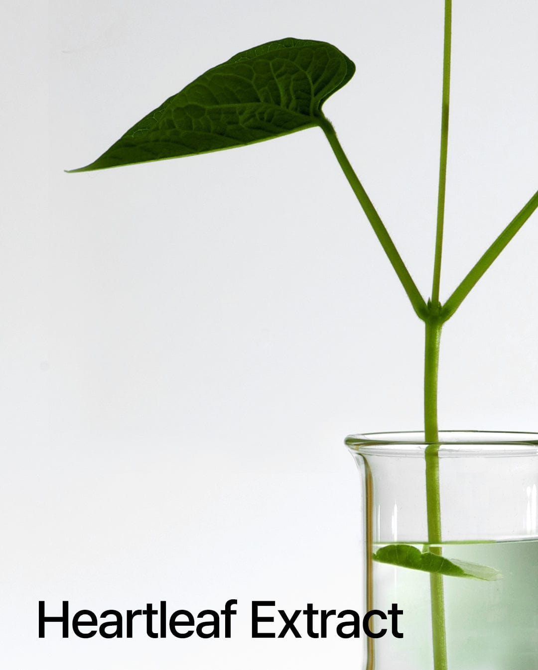 <tc>[Anua] Heartleaf 77% Soothing Toner</tc>